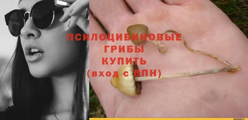 Галлюциногенные грибы Psilocybine cubensis  Туринск 